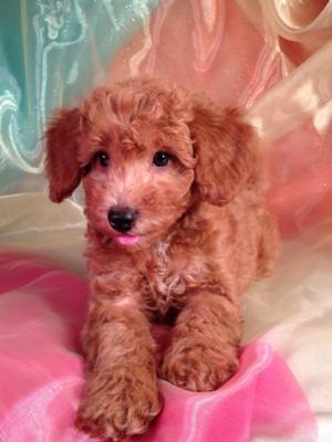 Red Male Bichon Poo for sale #1 DOB 3-1-15 Bichon Poodle Breeders with Reds Located in North Iowa.  Great for IL, WI and MN Buyers!